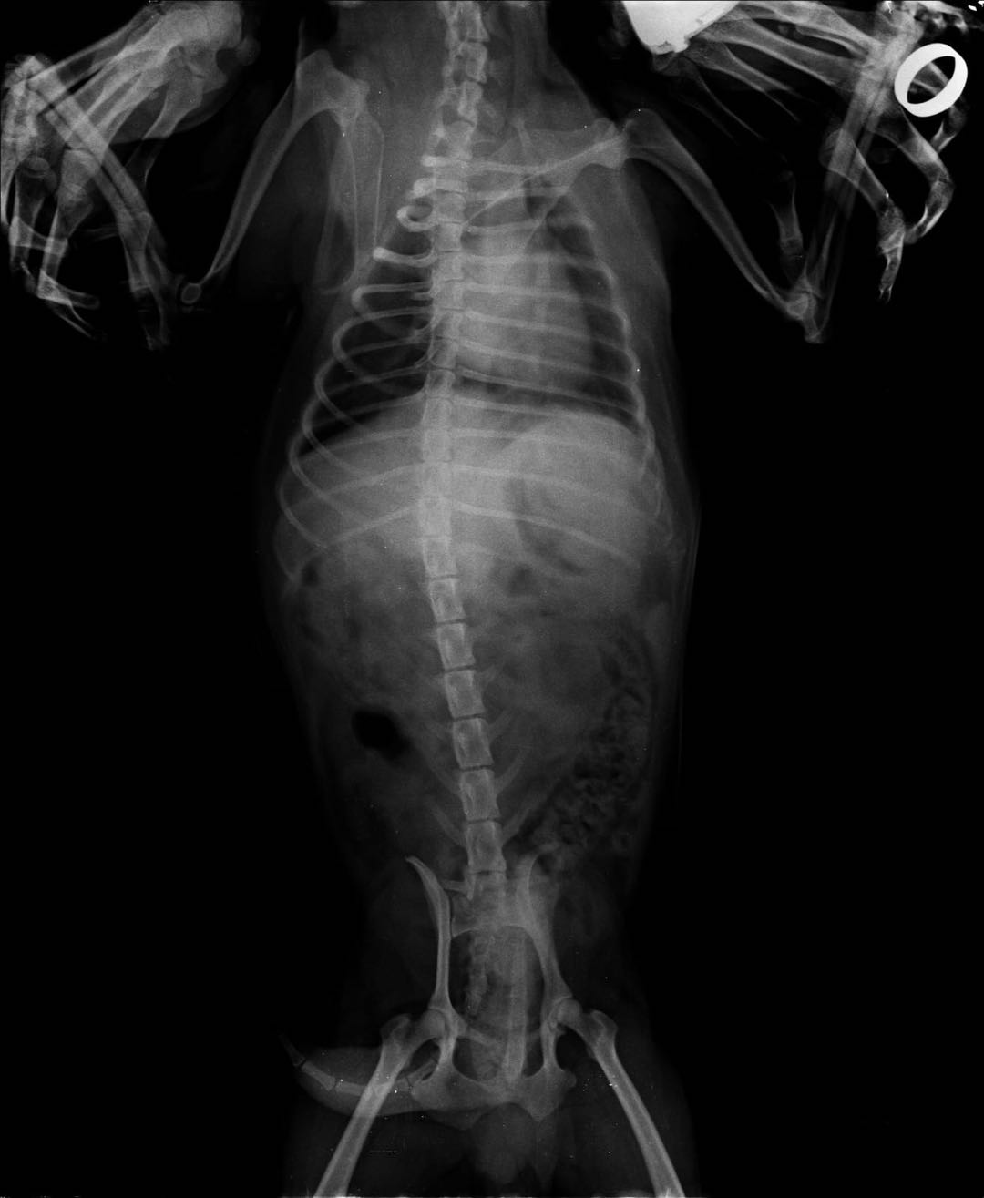 Coco X-ray, Lateral