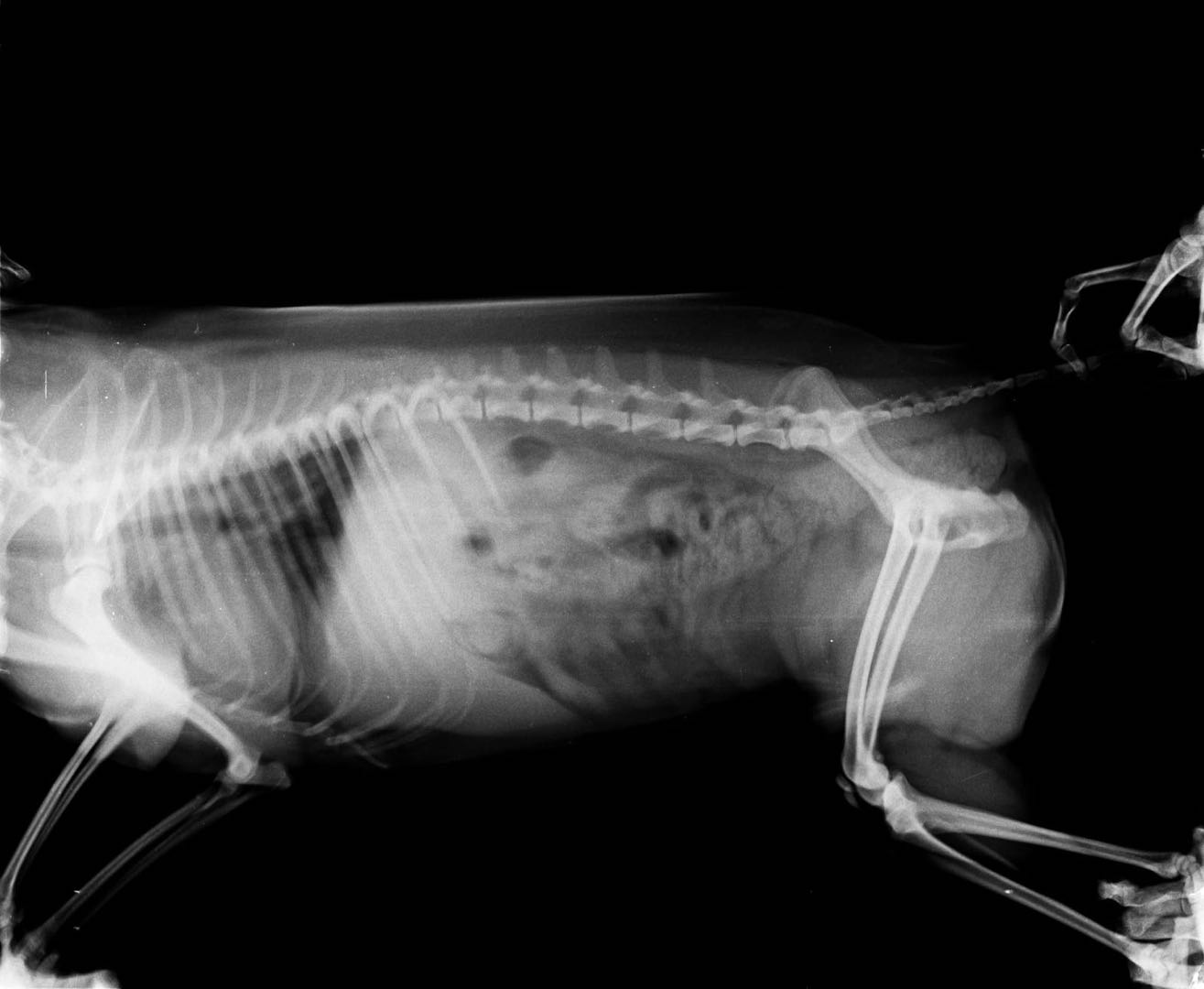 Coco X-ray, Abdomen