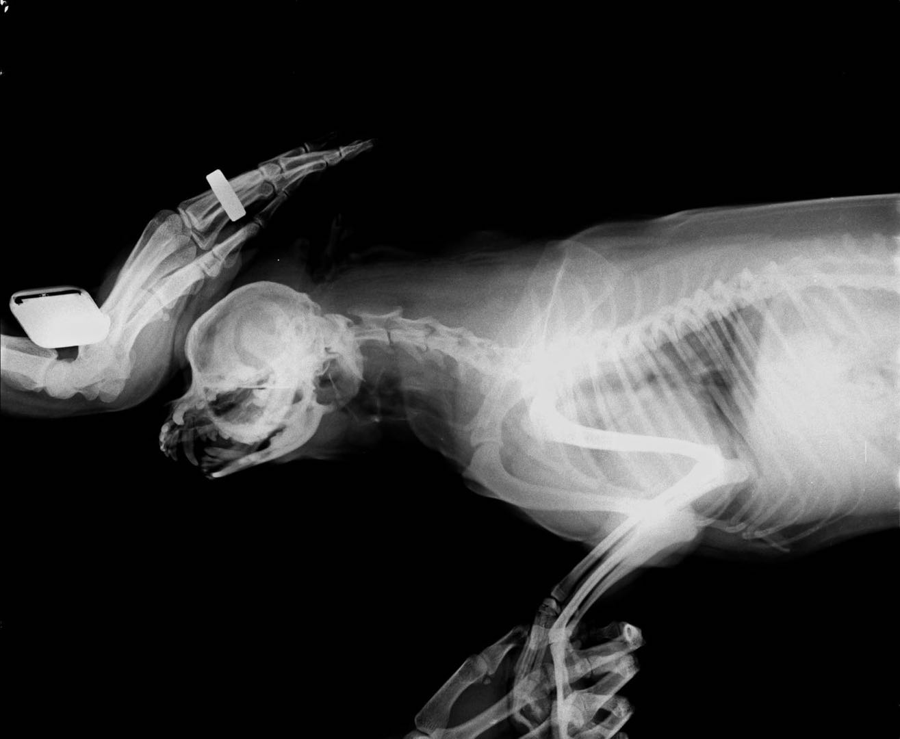 Coco X-ray, Dorsal