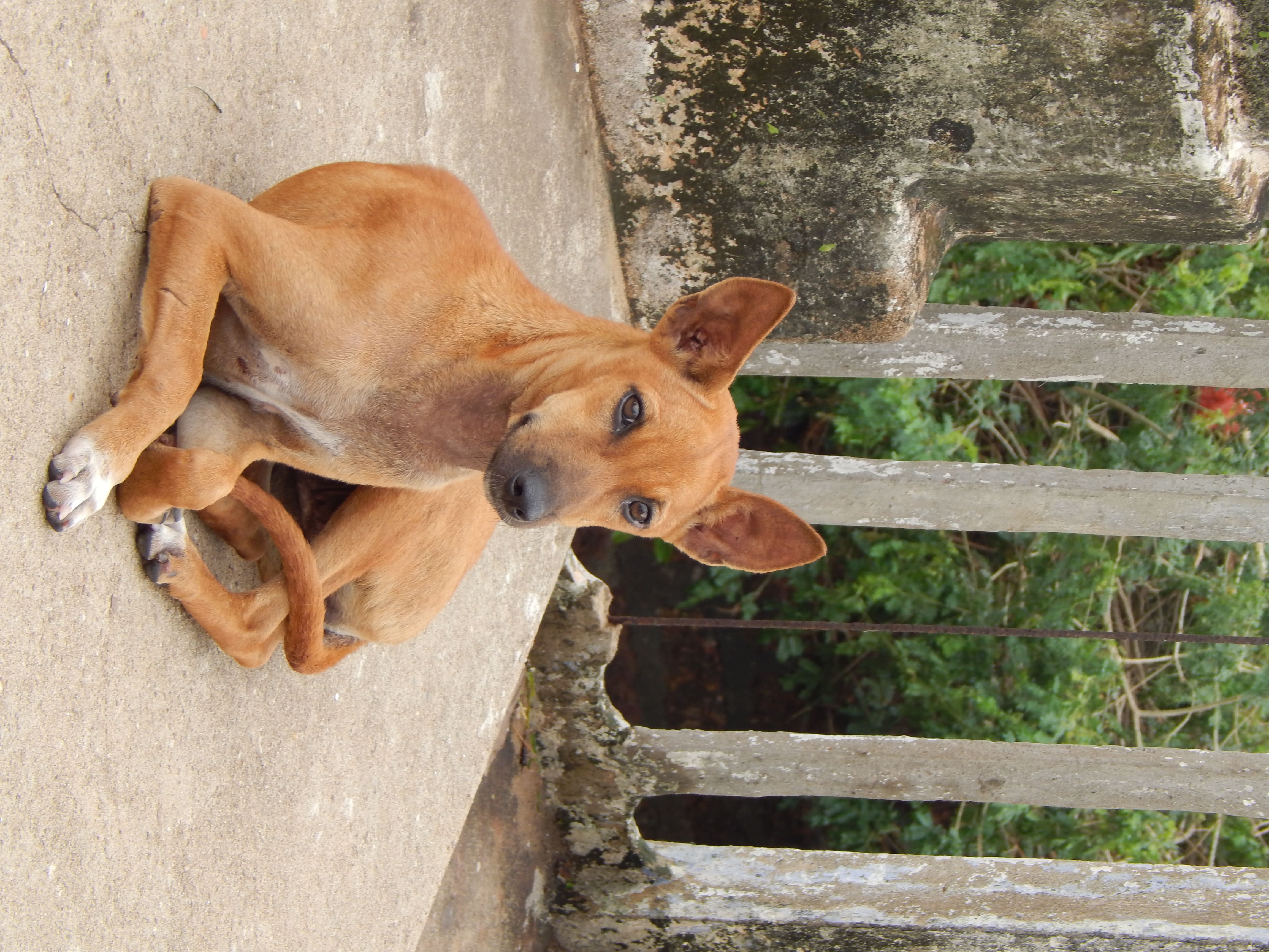 Lali, a dog in Pokhara