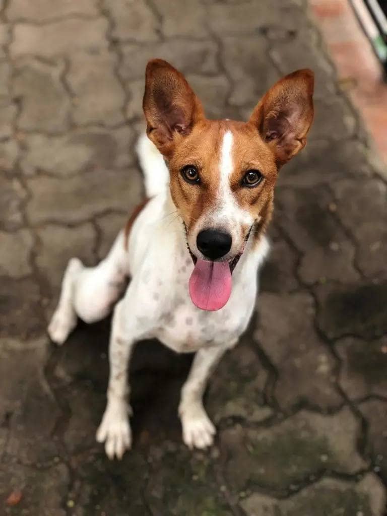 Moti, a dog in Bhaktapur