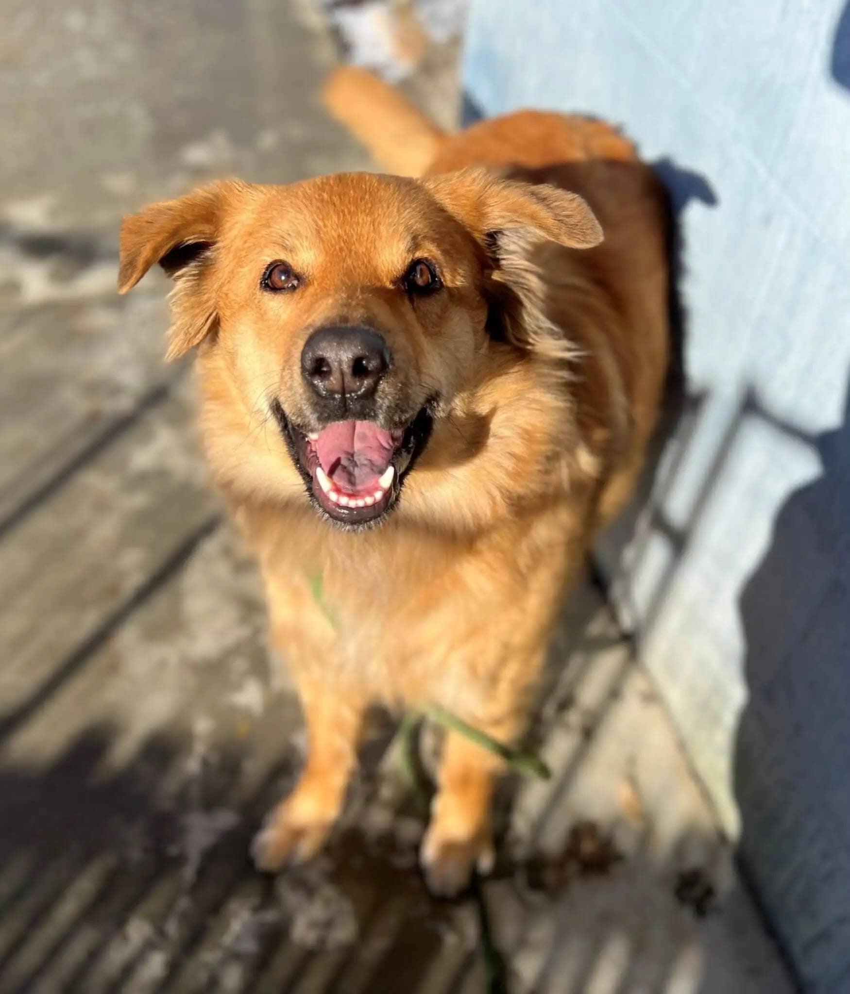 Tara, a dog in Lalitpur